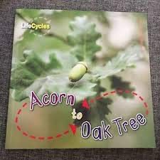 Acorn to Oak Tree