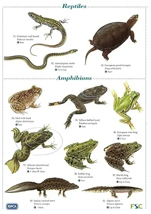 A Guide to Animals on Schedule 9 of the Wildlife and Countryside Act